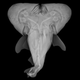 Image for article titled Fisherman finds a bull shark with two heads